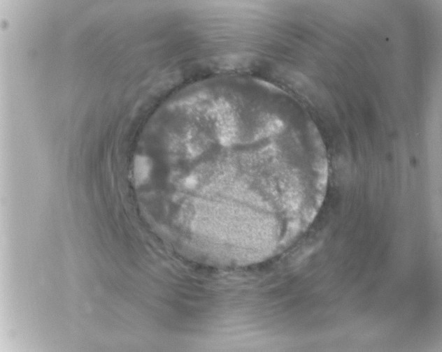 X0000070420913200607072330