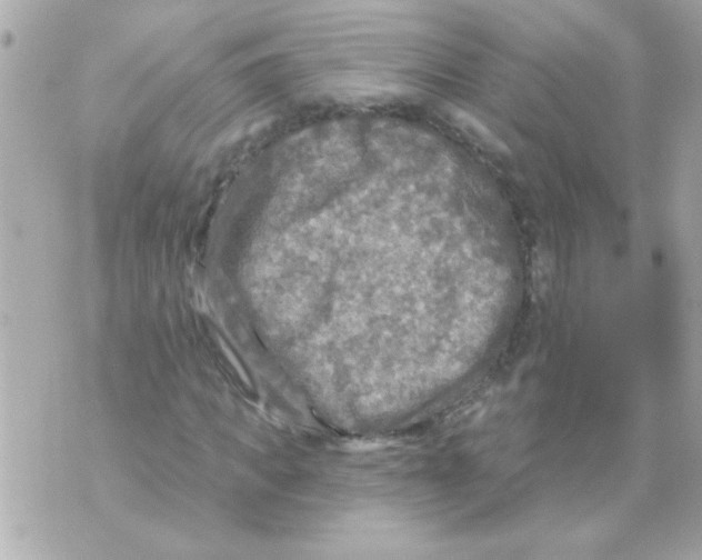 X0000070420917200607072330