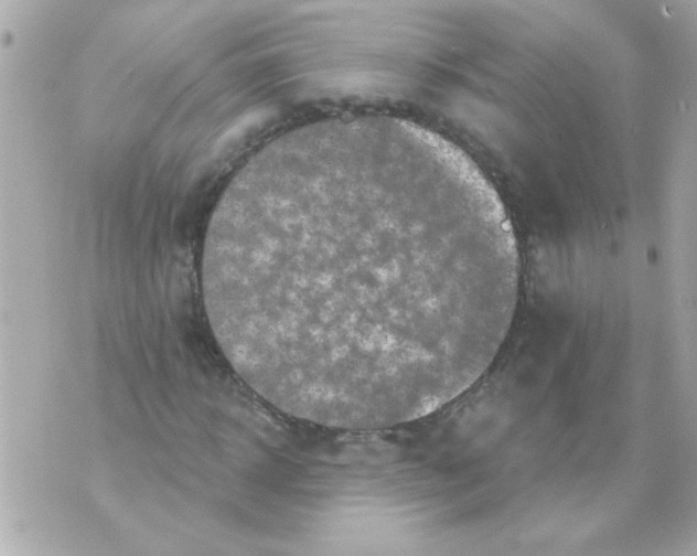 X0000070420918200607072330