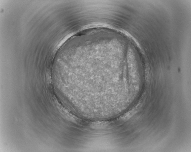 X0000070420929200607072331