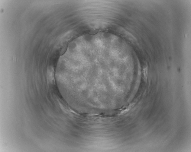 X0000070420963200607072330