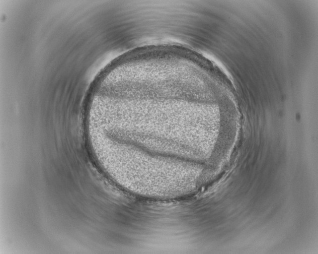 X0000070420975200607072330