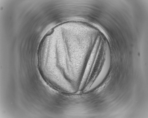 X0000070420999200607072330