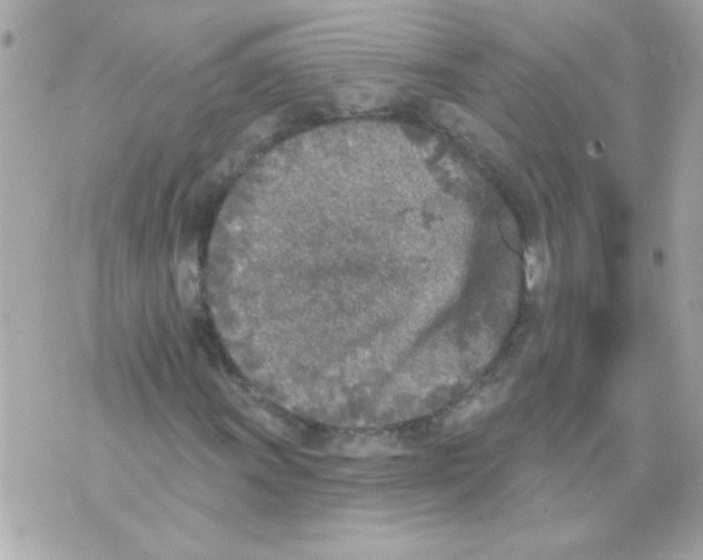 X0000070421011200607072329