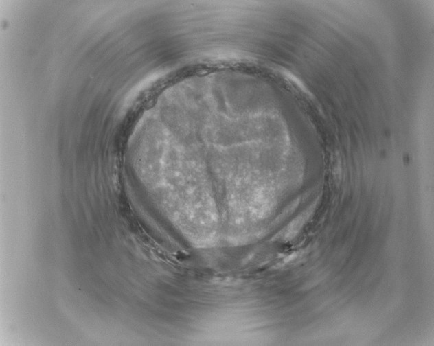 X0000070421016200607072329