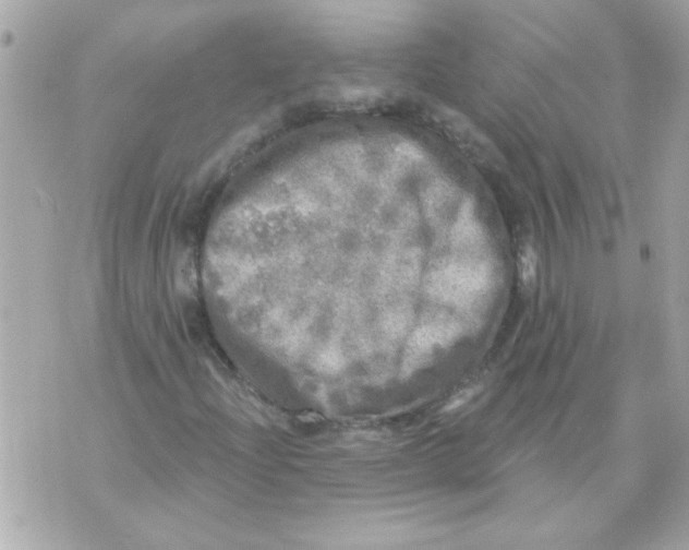 X0000070421204200607072326