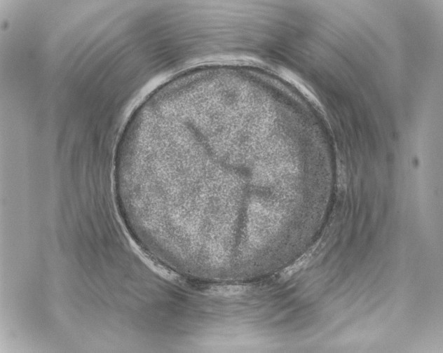 X0000070421237200607072326