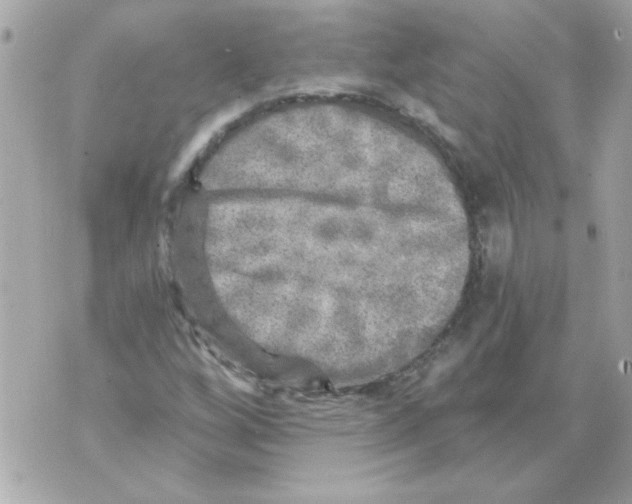 X0000070421256200607072325