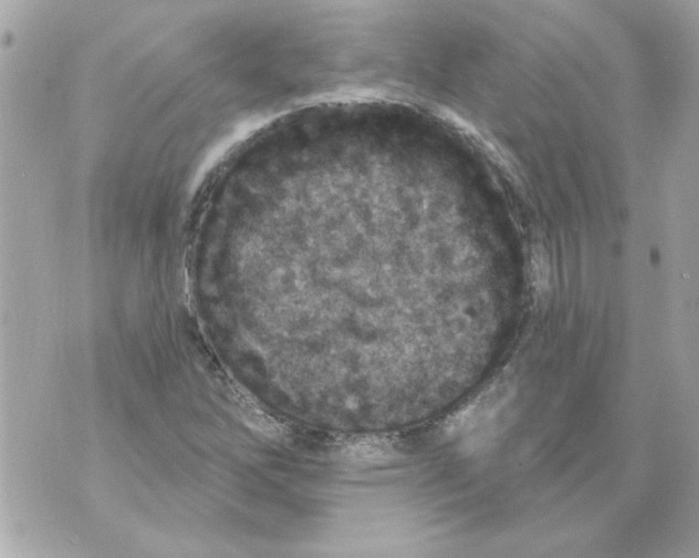 X0000070421262200607072325