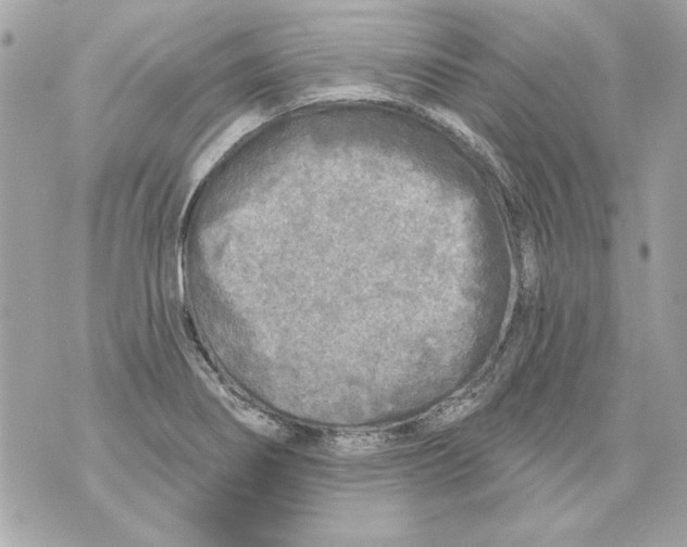 X0000070421274200607072325