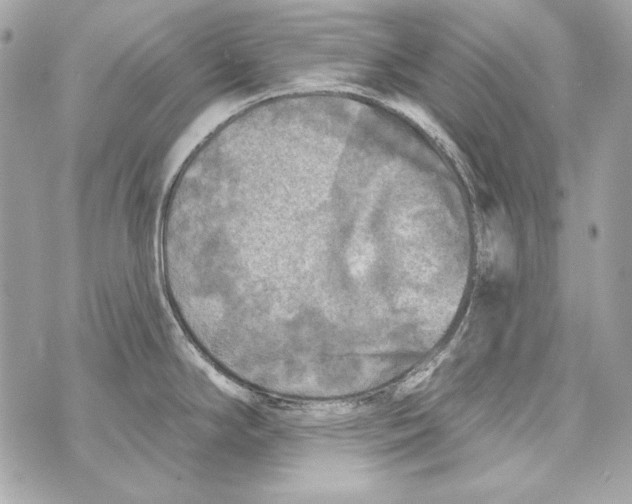 X0000070421294200607072325