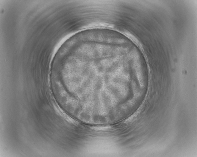 X0000070421296200607072325