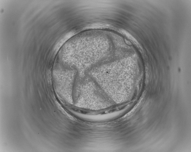 X0000070421329200607072325