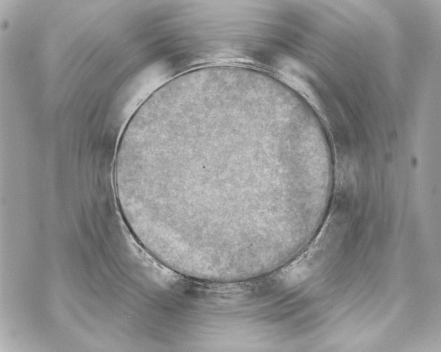 X0000070421338200607072325