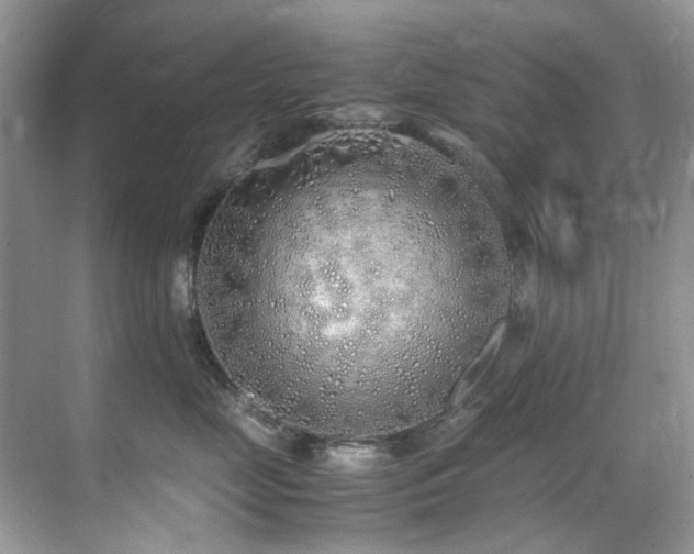 X0000070430669200606091305