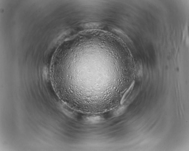 X0000070430669200606121412