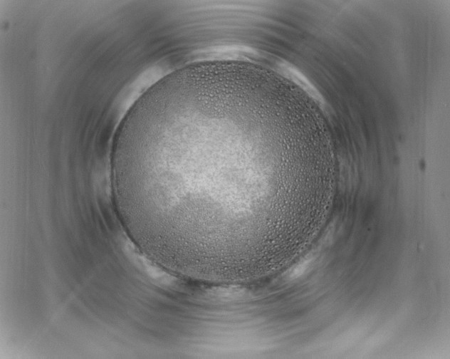 X0000070430994200606121406
