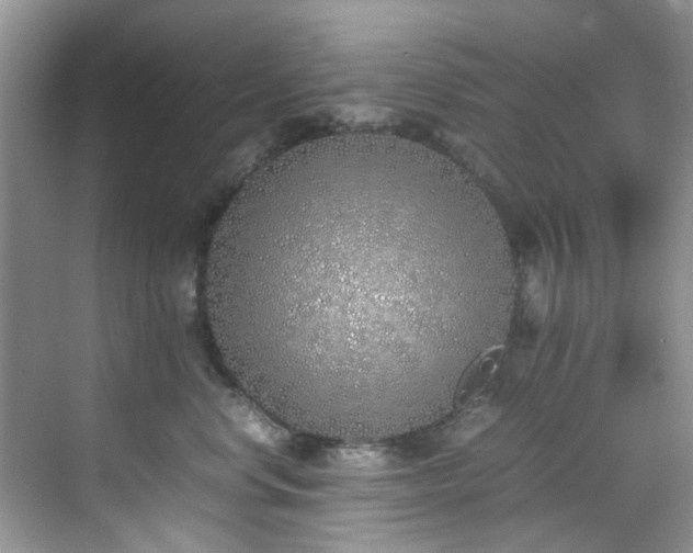 X0000070430668200606161505