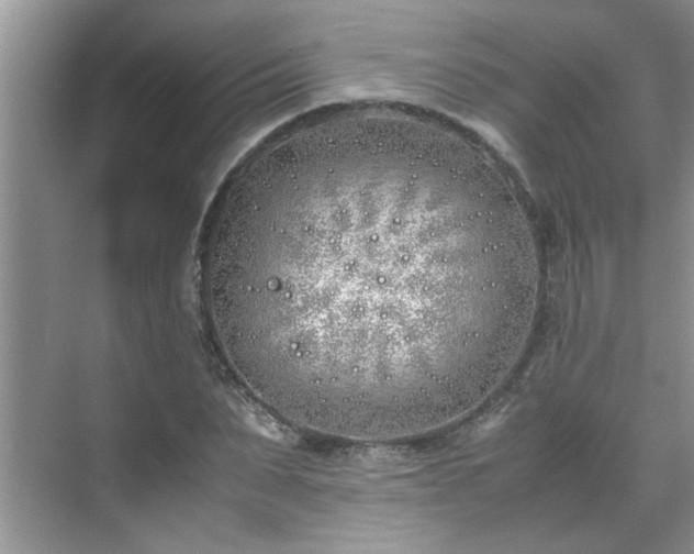 X0000070430879200606161501