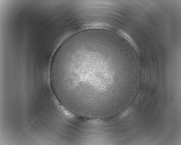 X0000070430994200606161459