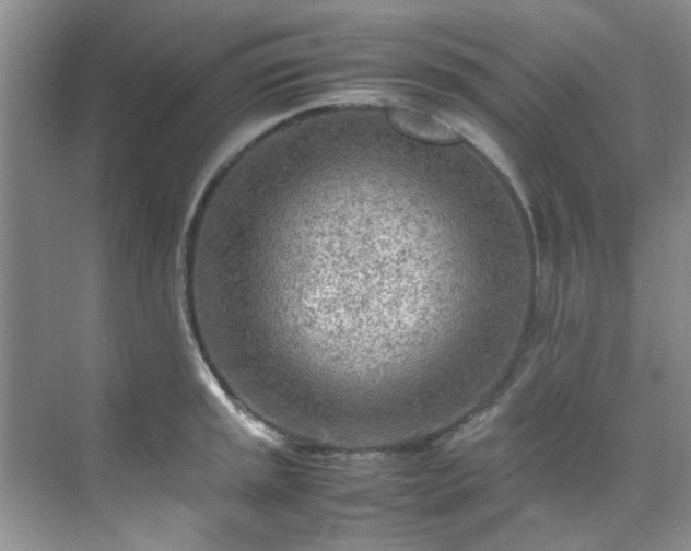 X0000070431045200606161459