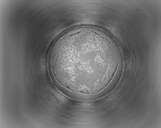 X0000070431266200606161455