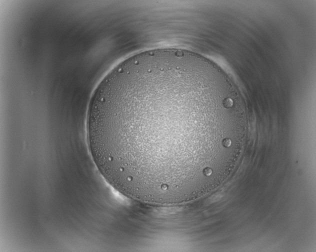 X0000070431294200606161454