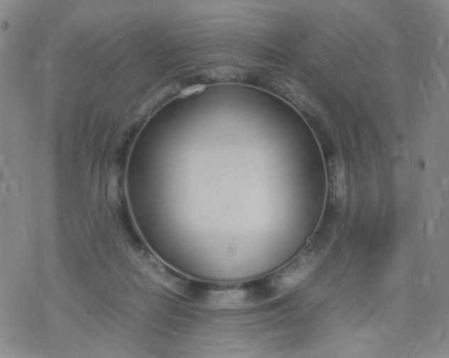 X0000070430266200606231925