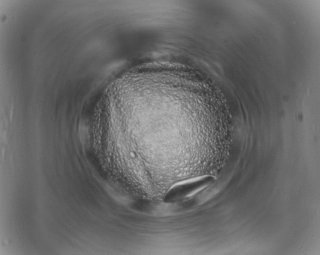 X0000070430527200606231921