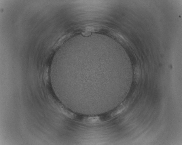 X0000070430554200606231921