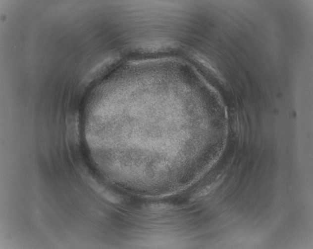 X0000070430590200606231920