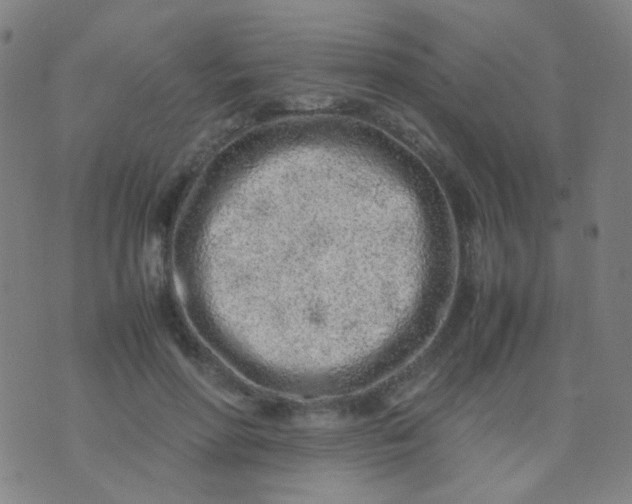 X0000070430598200606231920