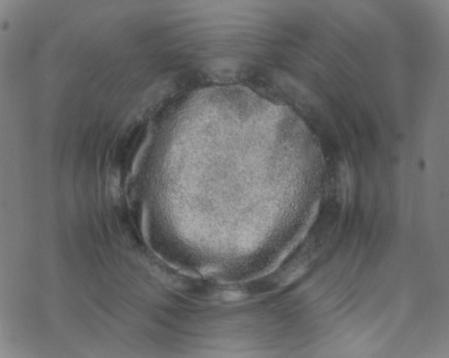 X0000070430610200606231920