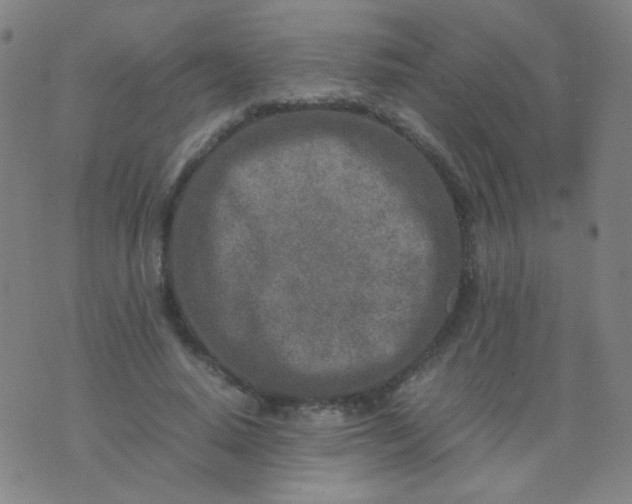 X0000070430640200606231919