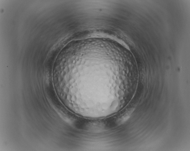 X0000070430644200606231919