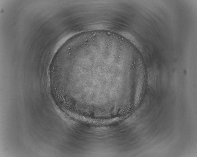 X0000070431031200606231913