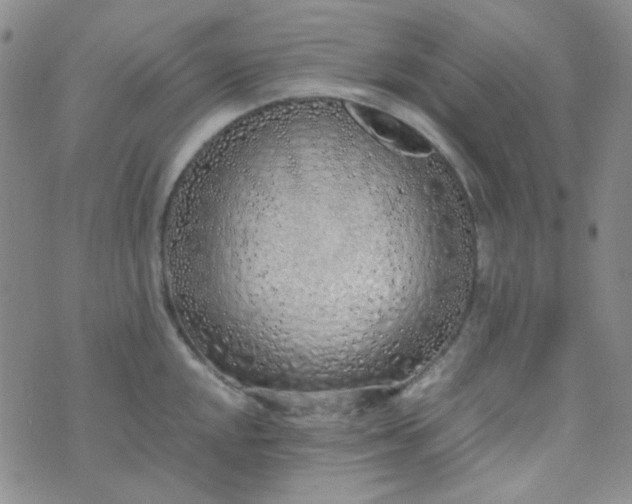 X0000070431048200606231913