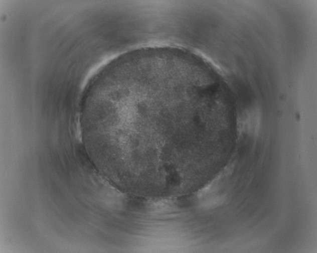 X0000070431262200606231909