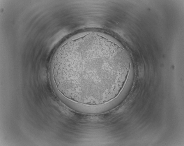 X0000070431266200606231909