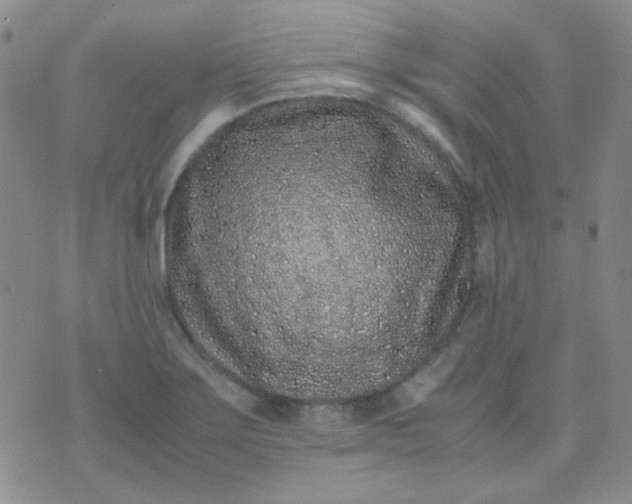 X0000070431275200606231909