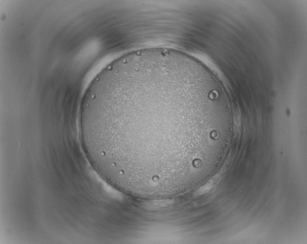 X0000070431294200606231908