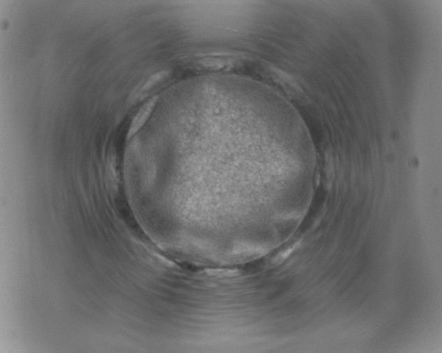 X0000070431394200606231906