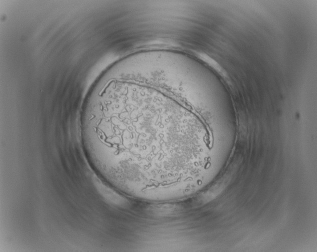 X0000070431474200606231906