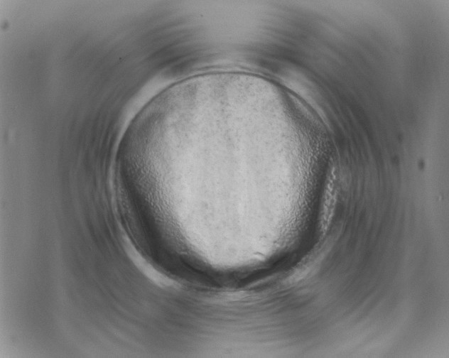 X0000070431482200606231905
