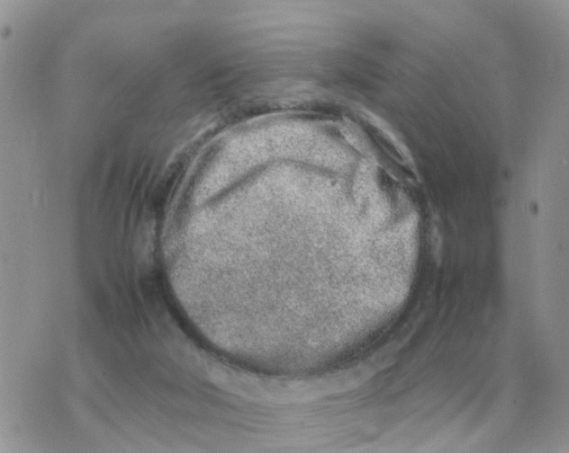 X0000070430018200606302137