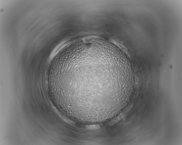 X0000070430053200606302136