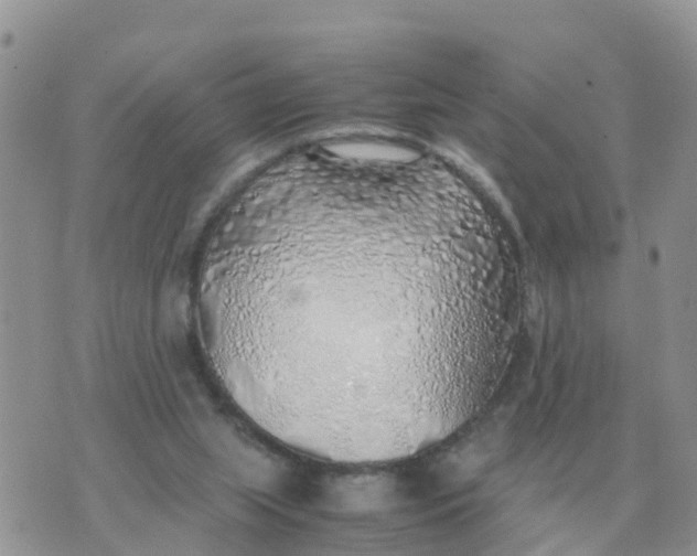 X0000070430063200606302136