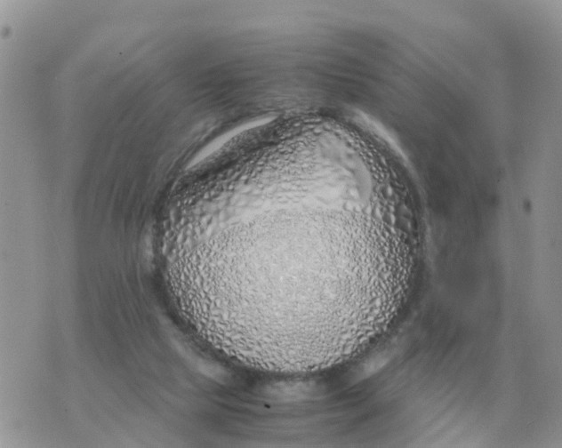 X0000070430065200606302136