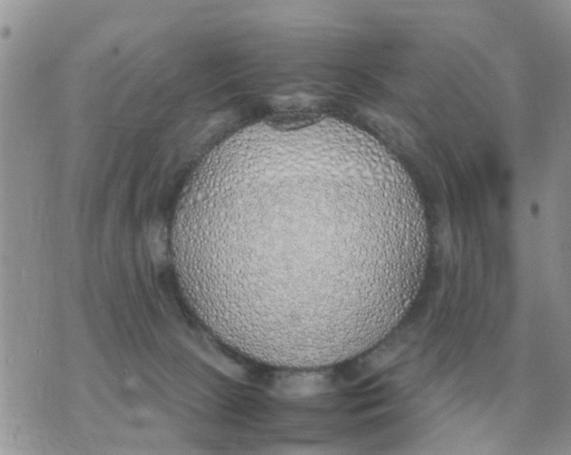 X0000070430081200606302137