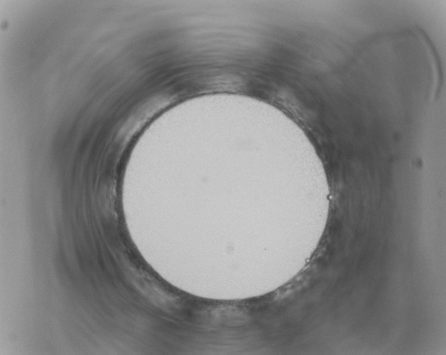 X0000070430146200606302135